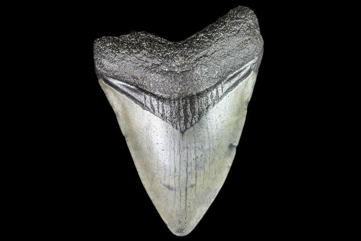 Juvenile Megalodon Tooth - Georgia #111597
